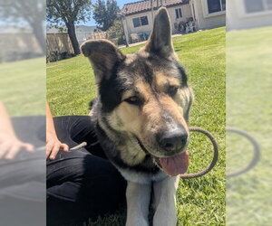 Akita-German Shepherd Dog Mix Dogs for adoption in Ventura, CA, USA