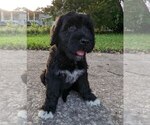 Small Photo #2 Portuguese Water Dog Puppy For Sale in CALLAHAN, FL, USA