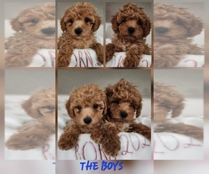 Maltipoo (Miniature) Puppy for Sale in HUDSON, Florida USA