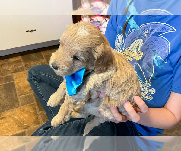 Medium Photo #3 Goldendoodle (Miniature) Puppy For Sale in ROY, UT, USA