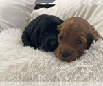 Small Photo #3 Labradoodle Puppy For Sale in TAMPA, FL, USA