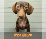 Small Photo #14 Dachshund Puppy For Sale in San Antonio, TX, USA