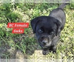 Small #12 Labrador Retriever