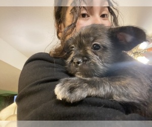 French Bulldog-ShihPoo Mix Puppy for sale in BENNINGTON, NE, USA
