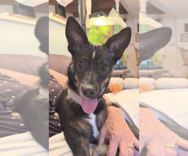 Medium Photo #2 German Shepherd Dog-Unknown Mix Puppy For Sale in San Diego, CA, USA