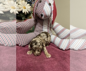 Poodle (Toy) Puppy for sale in TOMBALL, TX, USA
