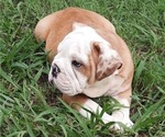 Puppy 2 Bulldog