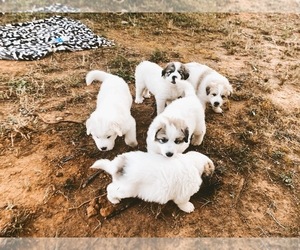 Great Pyrenees Puppy for sale in CENTRAL, SC, USA