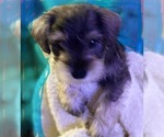 Small Photo #5 Schnauzer (Miniature) Puppy For Sale in AUGUSTA, GA, USA