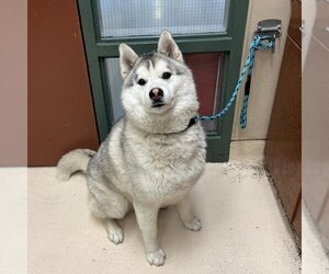 Siberian Husky-Unknown Mix Dogs for adoption in Rancho Cucamonga, CA, USA