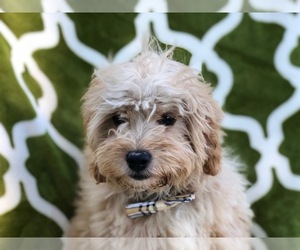 Cavachon-Poodle (Miniature) Mix Puppy for sale in LANCASTER, PA, USA