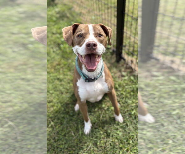 Medium Photo #2 American Pit Bull Terrier-Unknown Mix Puppy For Sale in Virginia Beach, VA, USA