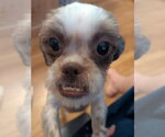 Small #1 Shih Tzu Mix