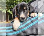 Puppy Sasha Beagle-Siberian Husky Mix