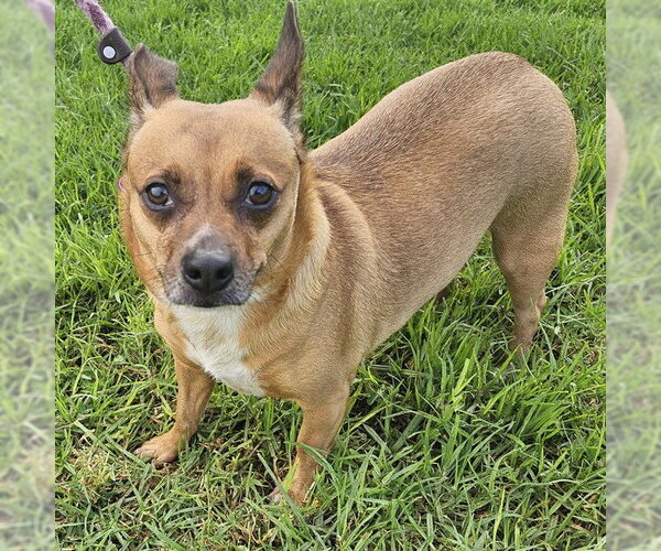 Medium Photo #1 Chihuahua Puppy For Sale in Camarillo, CA, USA