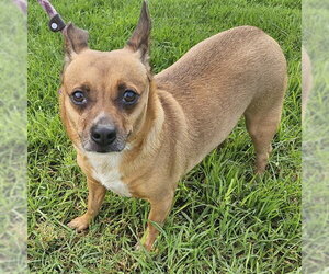 Chihuahua Dogs for adoption in Camarillo, CA, USA