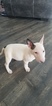 Small Photo #110 Bull Terrier Puppy For Sale in JACKSON, MI, USA