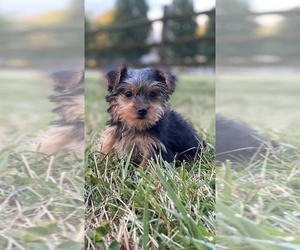 Yorkshire Terrier Puppy for sale in CANOGA, NY, USA