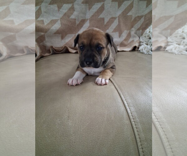 Medium Photo #2 American Staffordshire Terrier-Unknown Mix Puppy For Sale in Holly Springs, NC, USA