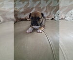 Small #1 American Staffordshire Terrier Mix