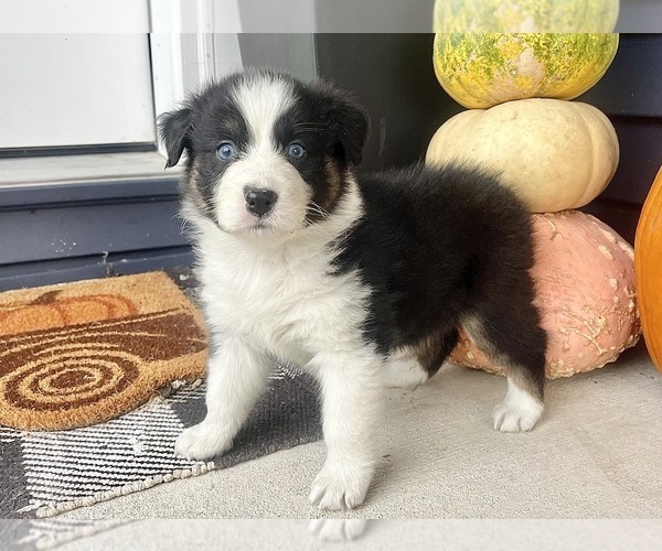 Medium Photo #5 Australian Shepherd Puppy For Sale in LODA, IL, USA
