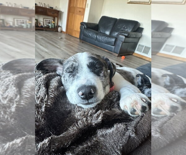 Medium Photo #5 Border Collie-Unknown Mix Puppy For Sale in Brewster, NY, USA