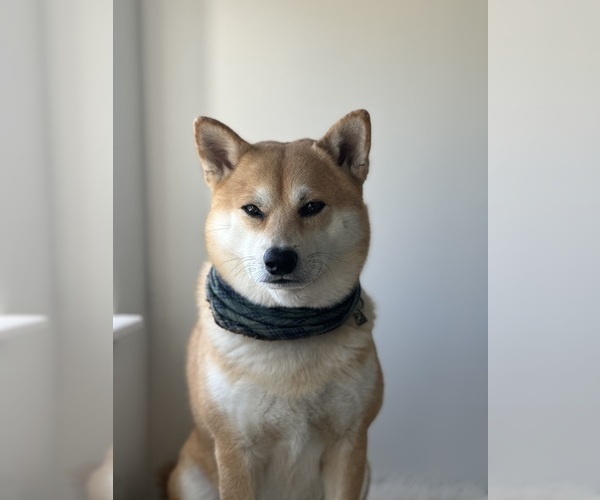 Medium Photo #1 Shiba Inu Puppy For Sale in SAN FRANCISCO, CA, USA