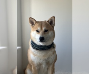 Father of the Shiba Inu puppies born on 05/25/2026