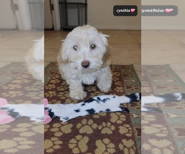 Medium Photo #2 Havanese Puppy For Sale in TUCSON, AZ, USA