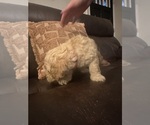 Small #18 Cock-A-Poo-Maltipoo Mix