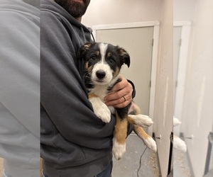 Border Collie Puppy for sale in HENDERSON, NE, USA