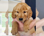 Small #5 Golden Retriever