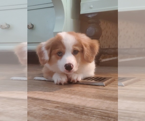 Medium Photo #3 Aussie-Corgi Puppy For Sale in TUCSON, AZ, USA