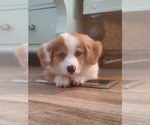 Small #2 Aussie-Corgi