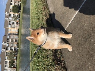Shiba Inu Puppy for sale in TAMPA, FL, USA