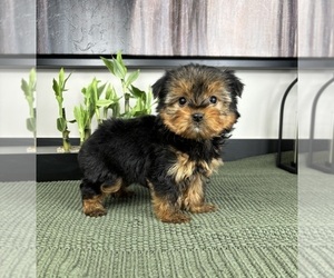 Yorkshire Terrier Puppy for sale in FRANKLIN, IN, USA