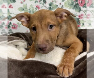 Mutt Dogs for adoption in Wetumpka, AL, USA