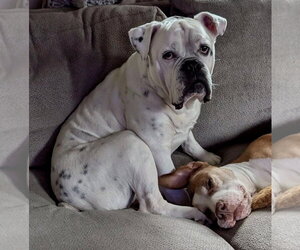 Bulldog Dogs for adoption in St. Louis Park, MN, USA