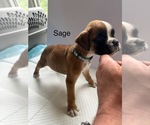 Puppy Sage Boxer