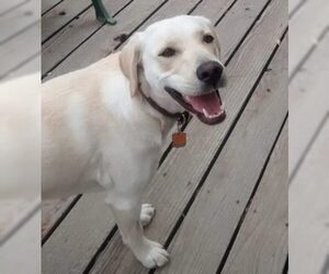 Labrador Retriever Dogs for adoption in DALLAS, TX, USA