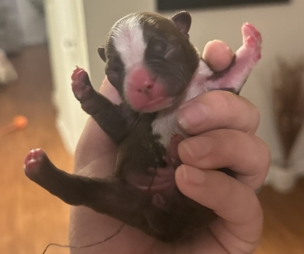 Medium Photo #4 Boston Terrier Puppy For Sale in JACKSONVILLE, NC, USA