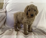 Puppy Elm Poodle (Standard)