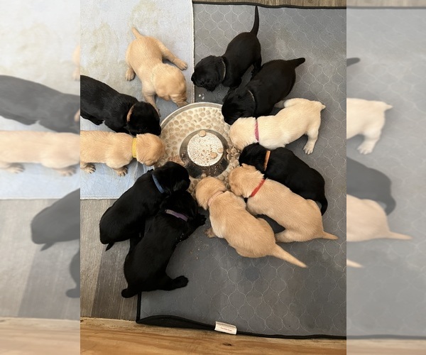 Medium Photo #1 Labrador Retriever Puppy For Sale in NOTTINGHAM, PA, USA