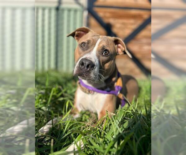 Medium Photo #2 American Pit Bull Terrier Puppy For Sale in Louisville, KY, USA