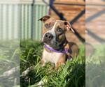Small #1 American Pit Bull Terrier