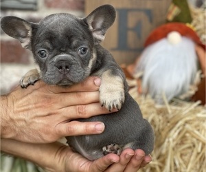 French Bulldog Puppy for Sale in FORT WORTH, Texas USA