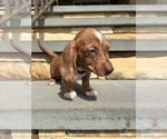 Small Dachshund