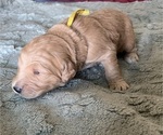 Small Photo #8 Goldendoodle Puppy For Sale in PHOENIX, AZ, USA