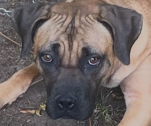 Medium Photo #1 Cane Corso Puppy For Sale in WATERBURY, CT, USA