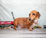 Small Photo #1 Dachshund Puppy For Sale in ELIZABETHTOWN, PA, USA